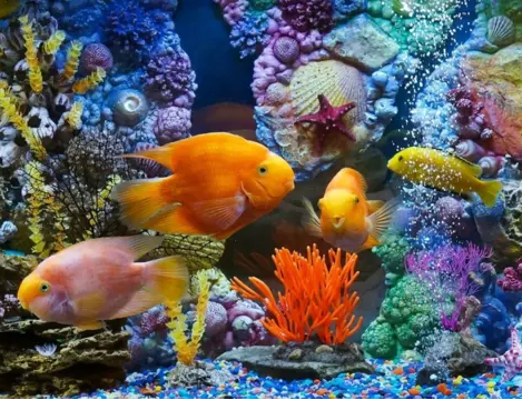 Dream Aquarium梦幻水族馆屏保软件logo图