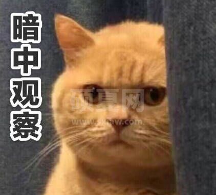 橘猫表情包下载|橘猫全套表情包