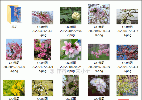 这个好玩！用Python识别花卉种类，并自动整理分类！